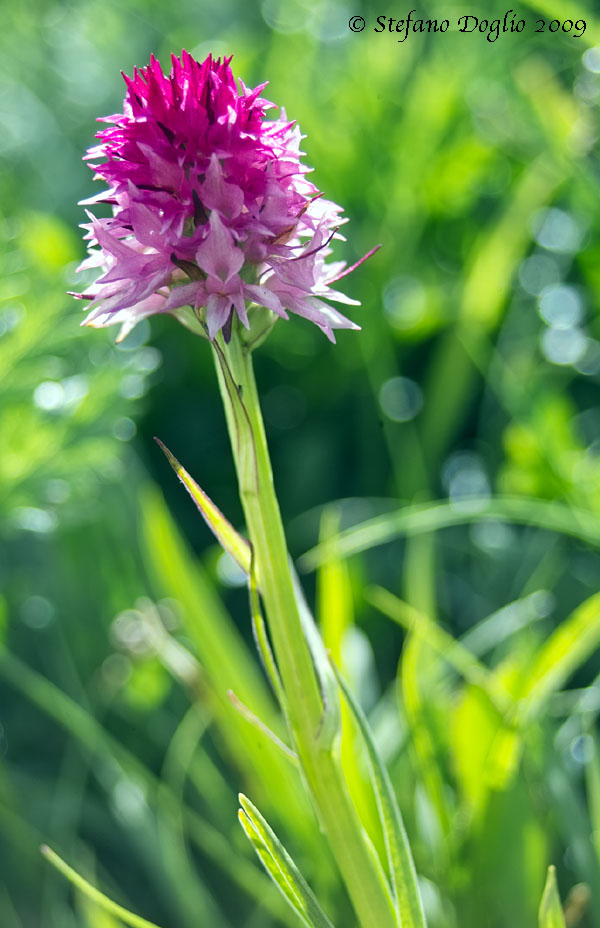 Nigritella rubra 